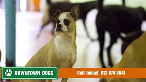 minneapolis downtown dogs|Watch .